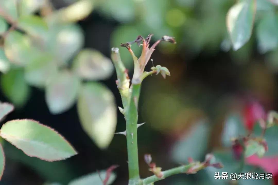 秋季月季突然枯萎是怎么回事,月季花朵未开就干枯了是怎么回事