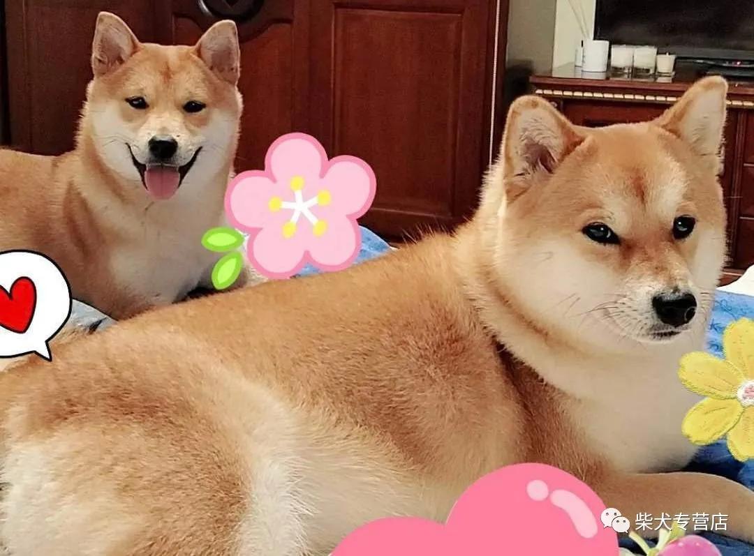 柴犬的4大缺点劝你别养,养柴犬的5个好处你不动心吗