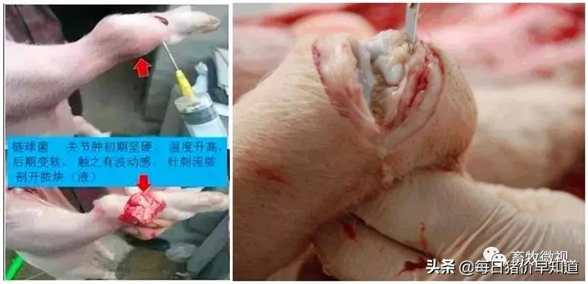 猪链球菌病最佳的防治手段,猪链球菌关节炎怎么预防