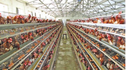 养鸡成本低利润大的养殖项目,蛋鸡养鸡技术知识大全