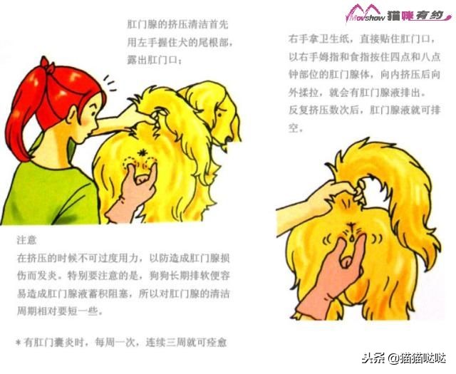 关于猫咪肛门腺介绍及具体挤肛门腺的方法，附图