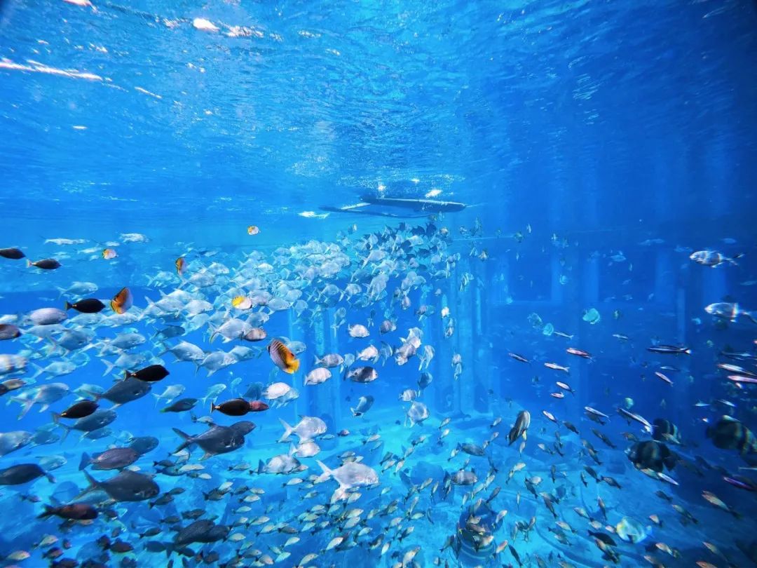 上九天揽月，下五洋捉鳖。看二孩老父亲如何带全家打卡亚特兰蒂斯