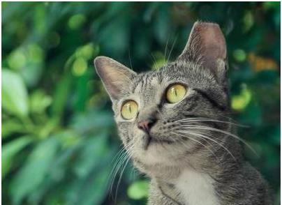 宠物美容技术和手法有哪些,宠物整形有哪些