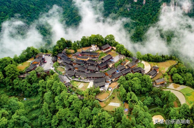 湖南十八洞黄金茶,十八洞黄金茶属于什么茶