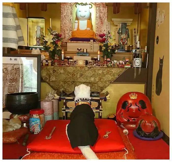 三花的田园猫,不常见的田园猫