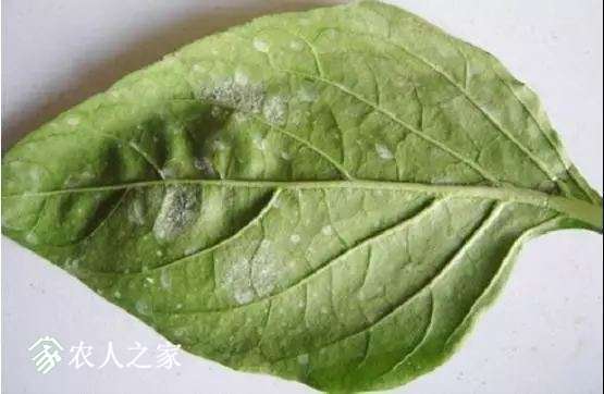 每日一课100个常识,真菌感染必备知识