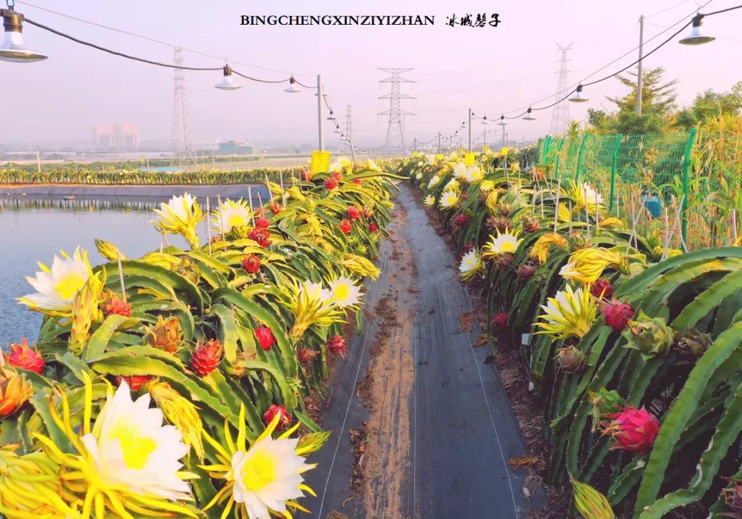 附近的火龙果采摘园海南,海南火龙果采摘