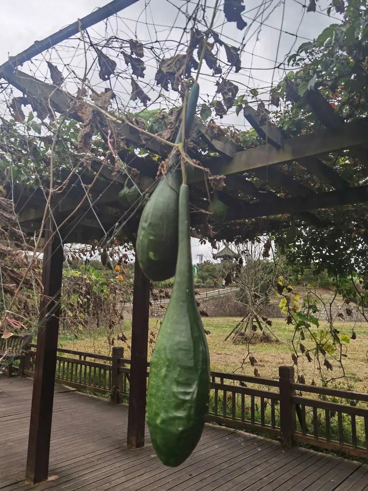 贵州蓬莱仙界旅游攻略,白云区蓬莱仙界景点介绍