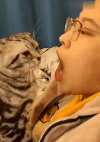 猫咪那些小心思图鉴,坏心眼猫咪合集