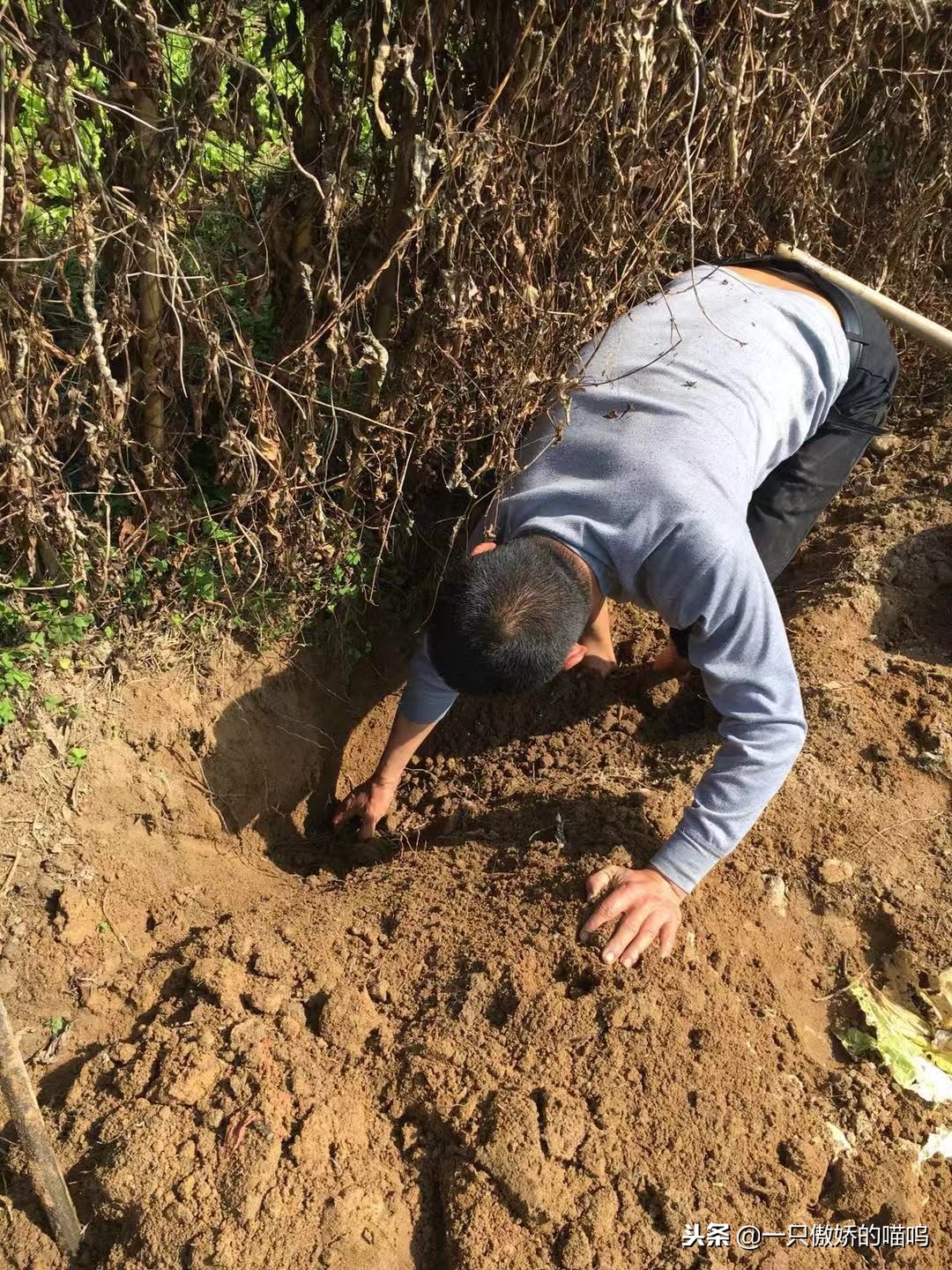 脾胃吸收不好吃什么食物长胖,孩子脾胃差吸收不好怎么办