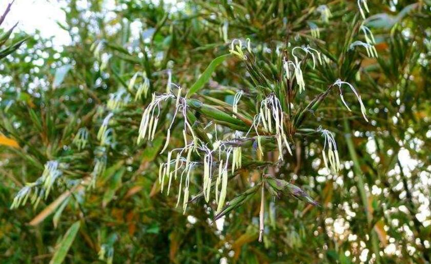 竹子开花必须要马上搬家的原因,竹子开花必定搬家什么意思