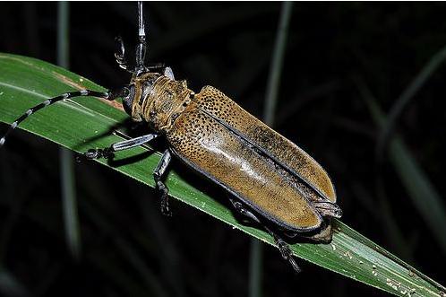 小桑果种植技术视频,桑葚树虫害防治