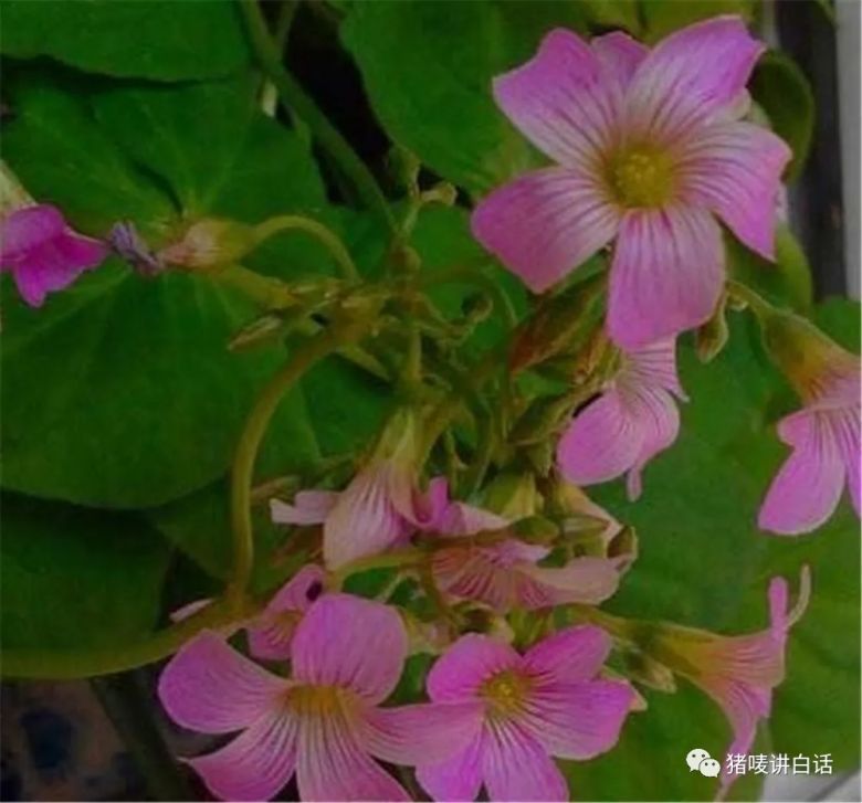 钦州童年回忆,钦州农村人童年的回忆