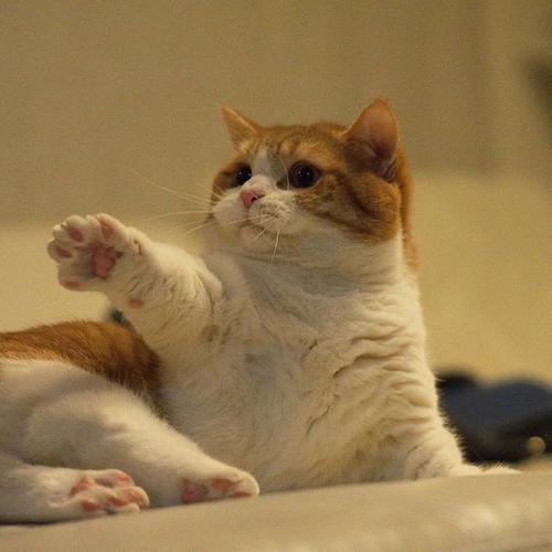 养猫生活小常识大全图解,猫咪生活习惯小常识新手养猫必看