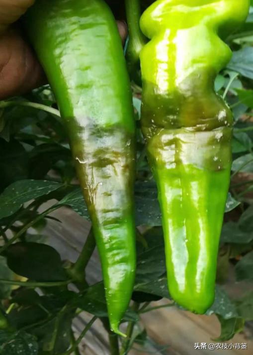 钙肥用了可不少，为啥作物补钙效果差？果实为啥还会裂口和烂果？