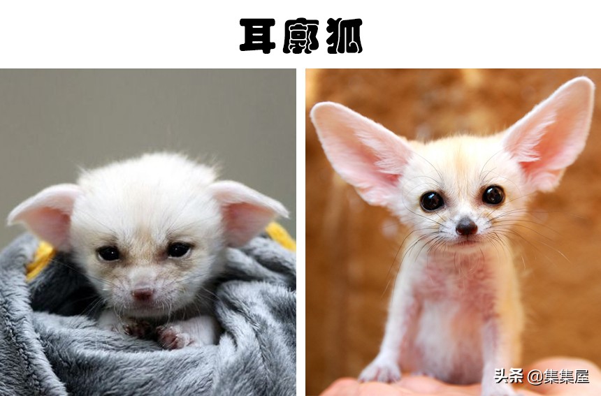 100多种你没见过的动物,十种你未见过的小型生物