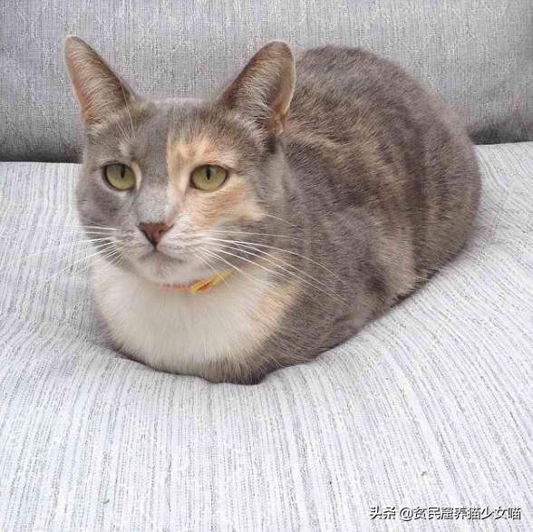 古代相猫学，相猫“十二要”，猫咪符合这12点就是顶级好猫