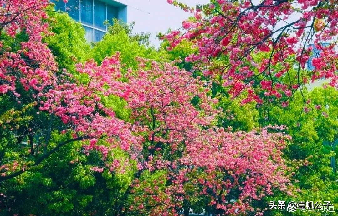 被大理的美景所折服,被丽江的风景美到了