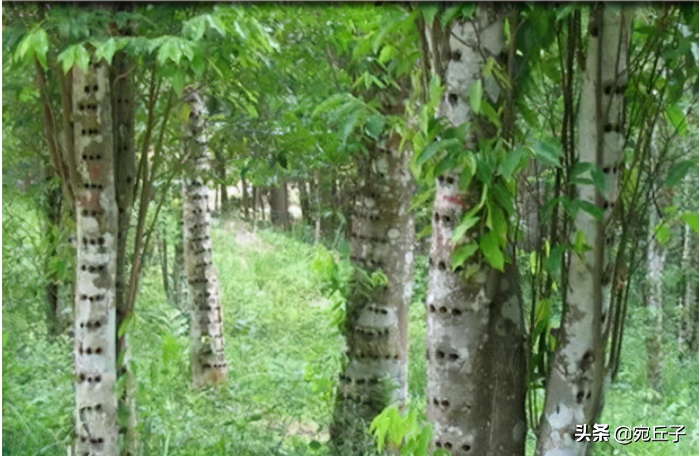 火眼沉香是什么,火眼沉香如何形成