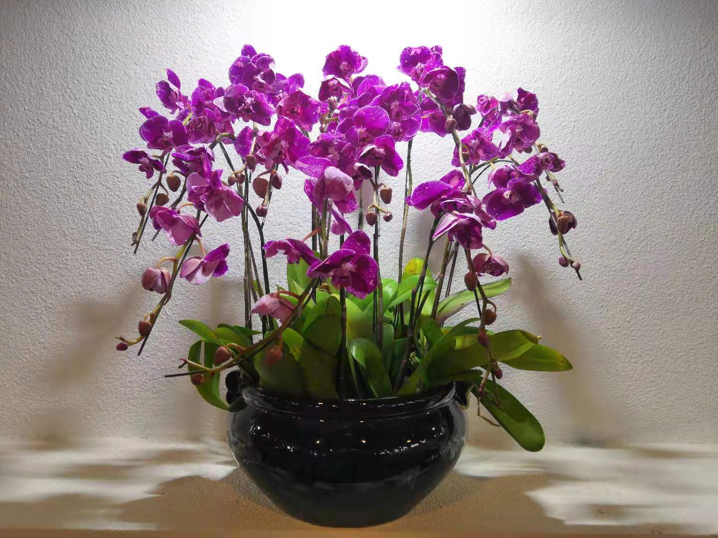 兰花翻盆必须分苗吗,养兰高手传授真正兰花生长环境