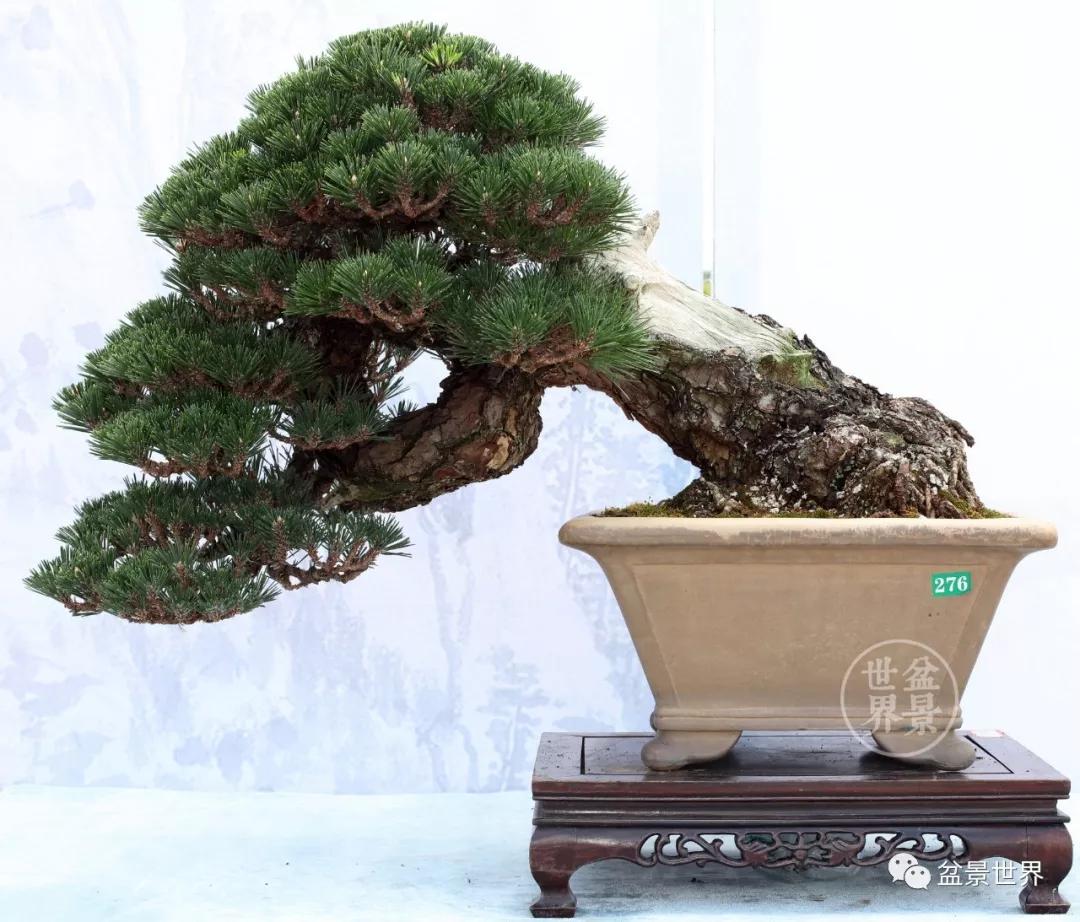 宿松十大顶级黑松盆景 (黑松微型盆景日本黑松30公分价格)