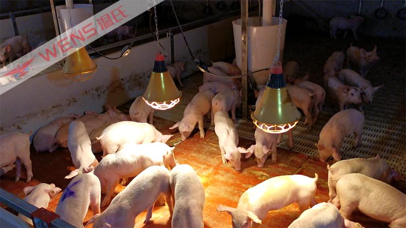 合作养猪挣钱吗,合作养猪每月送30斤粮食