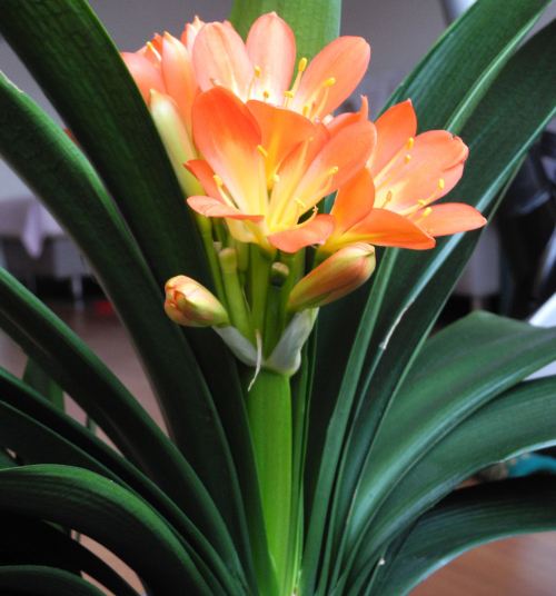 君子兰这样养叶片更油绿光亮,君子兰一年四季养殖方法和技巧