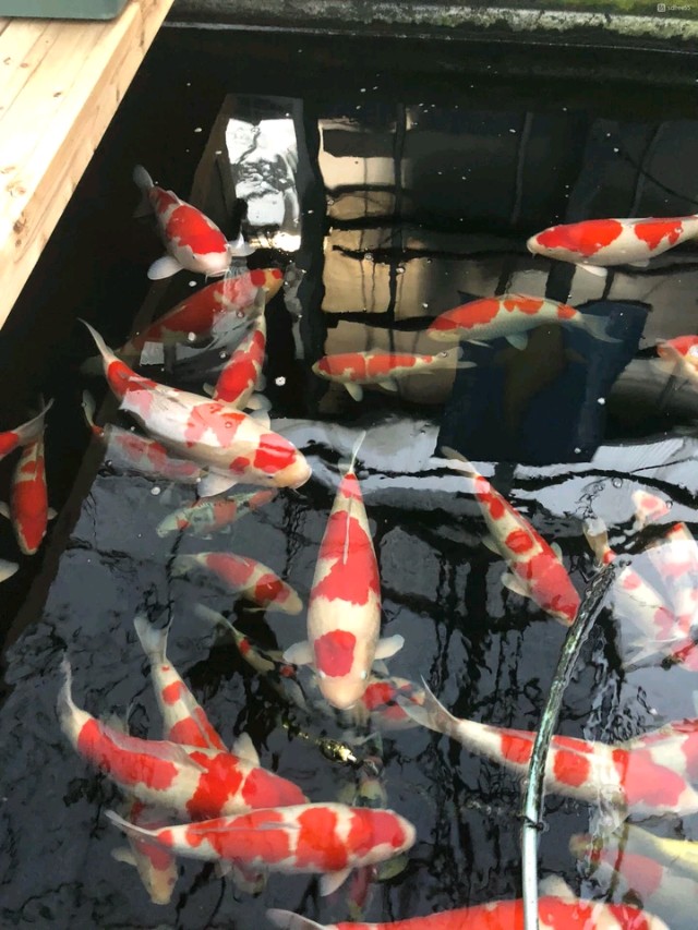 锦鲤自然鱼池繁殖方法,锦鲤自然繁殖方法视频教程