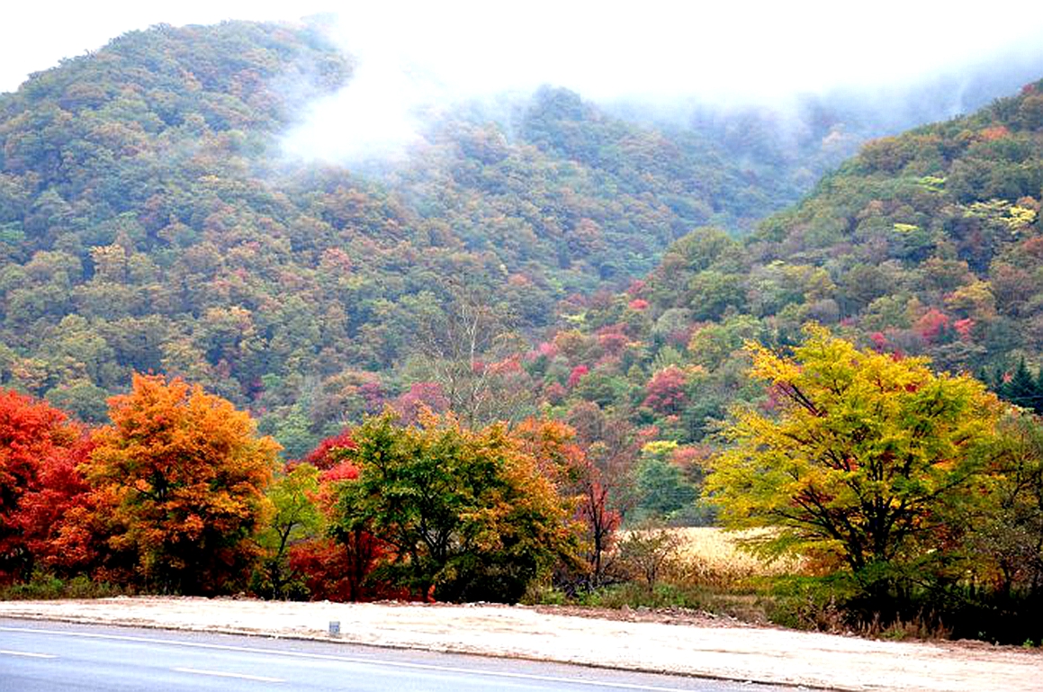 东北杀年猪来吃猪肉,老东北杀年猪