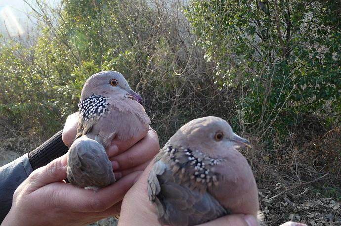 90后小伙带领村民养殖致富,回农村搞养殖是不是死路一条