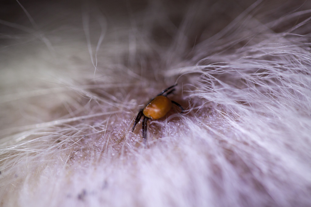 狗狗有跳蚤怎么办？这5个“妙招”，可以帮你搞定