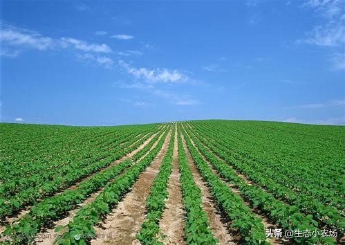 农村小本生意创业摆摊致富,未来农村创业的商机有哪些