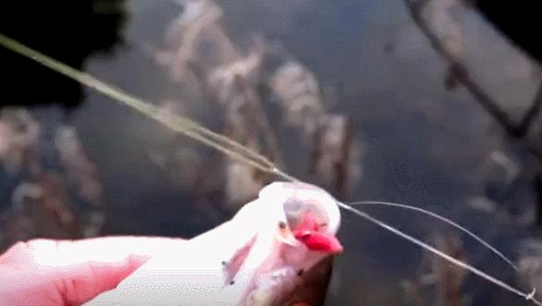 东北小鱼是物种入侵的元凶?占领欧洲32国,几乎没有解决办法