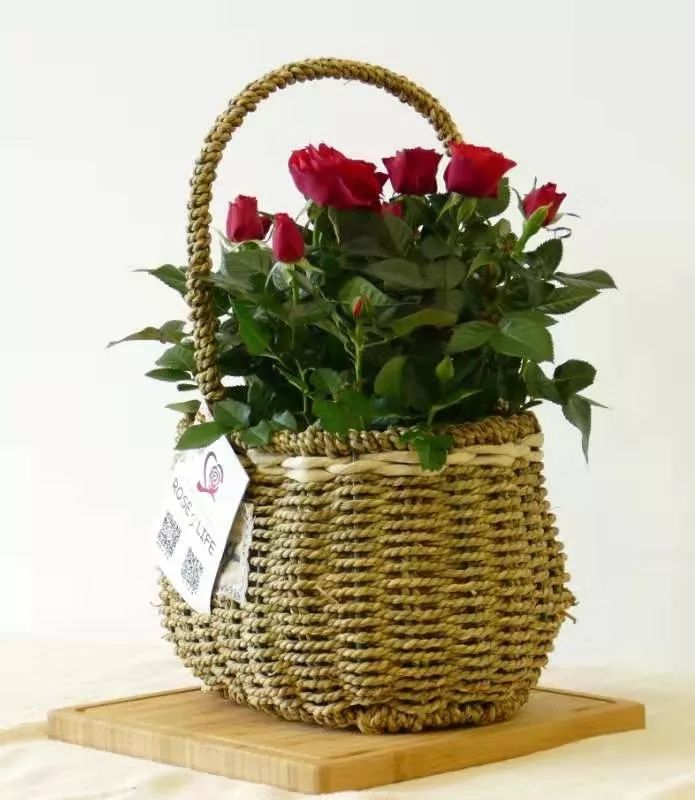 鹅湖玫瑰园花期,鹅湖玫瑰园美篇