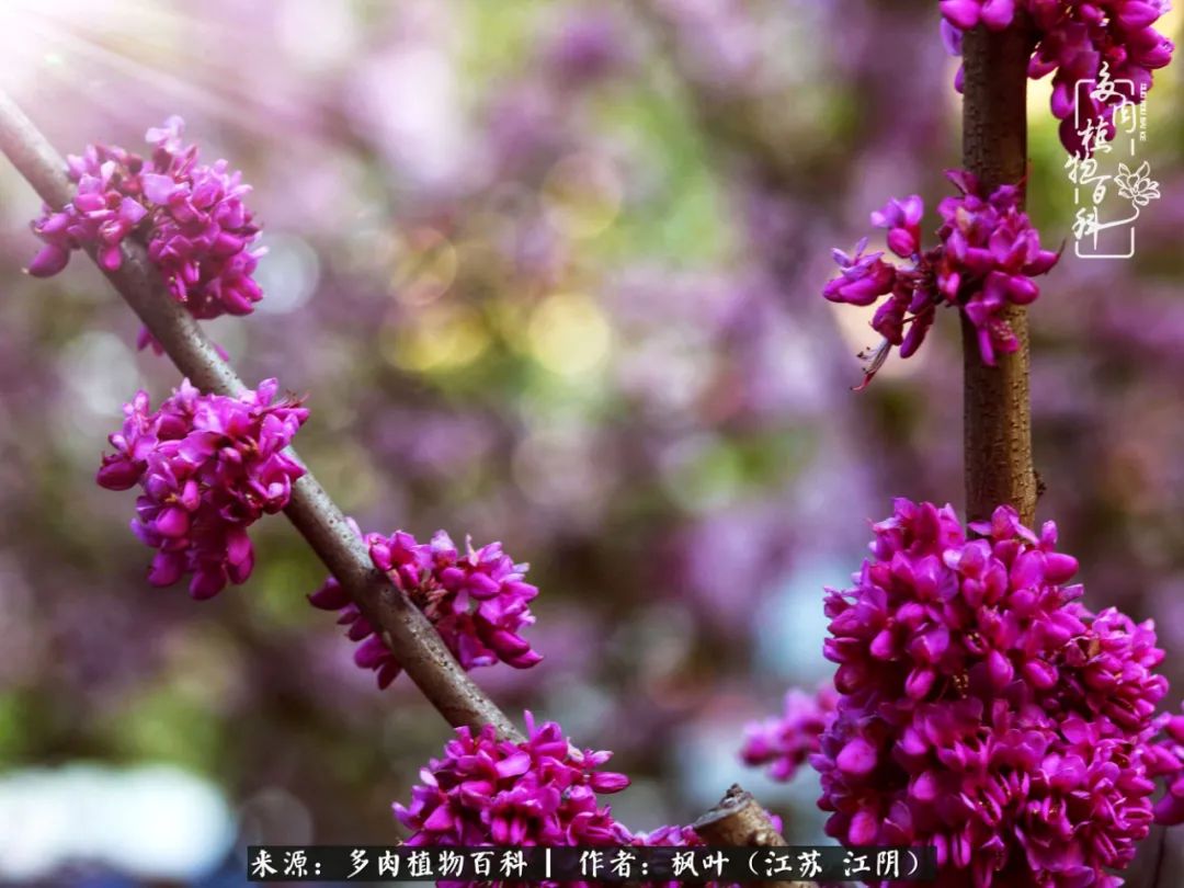 春有约，花不误，多肉与春天有个约会