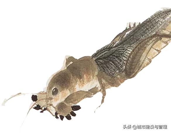 草树青翠虫鸣起，一枕清凉入梦来