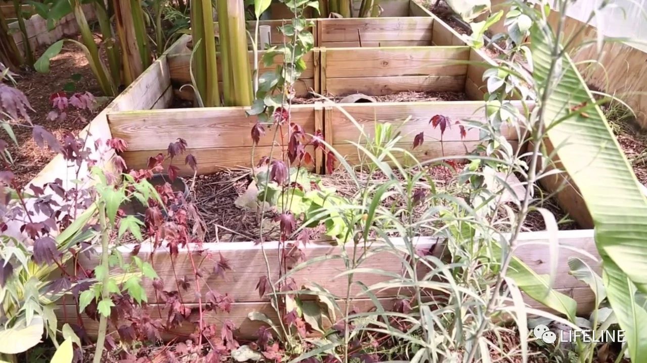 TSA这次聊的龟，连维基百科都没有完整介绍——苏拉威西白头龟