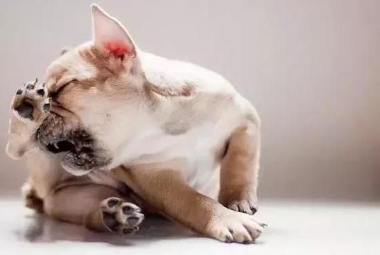 狗狗生病怎么治疗好得快,狗狗生病了怎么办去哪里治疗