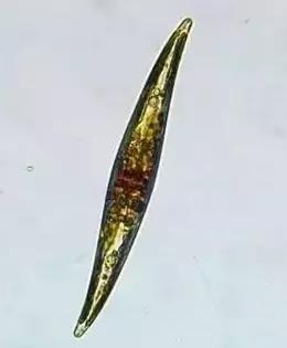 水产养殖藻类老化是怎样的,水产养殖显微镜下各种藻类