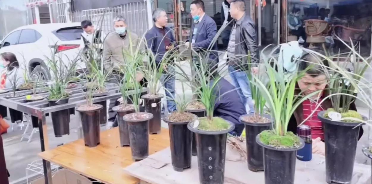 兰花市场情况,国兰兰花基地