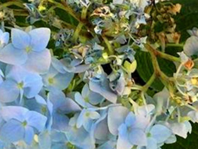 不止因为病虫害,这些原因也可能导致绣球挂掉,但是可以挽救