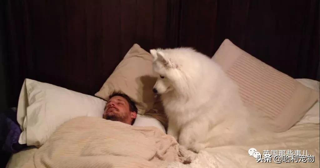 要狗看门？千万别选萨摩耶！这货除了笑不会干别的了