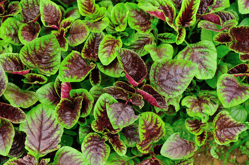 今天才真正了解苋菜，关于它的小知识您了解么？来，看这里