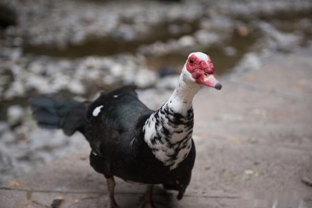 常见的鸭的品种大全,鸭子品种大全鸭苗
