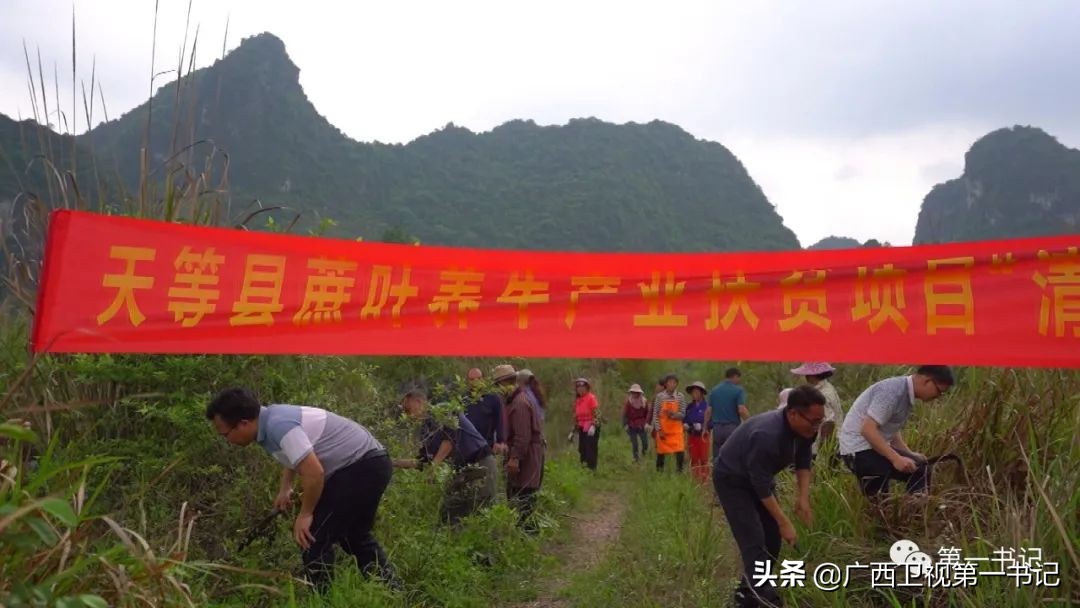 广西天等指天椒出名,广西天等指天辣椒种植