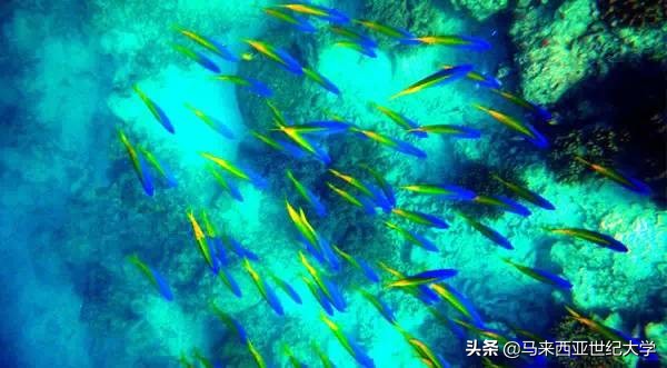 马来西亚最受欢迎度假区,马来西亚旅游最好玩的岛