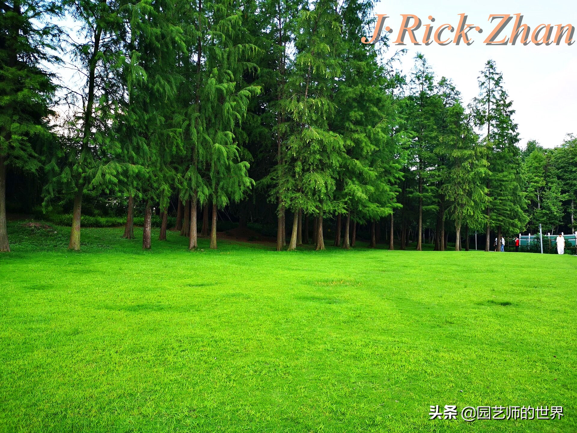 高尔夫果岭草坪家庭院子种植,麦冬草坪种植方法和注意事项