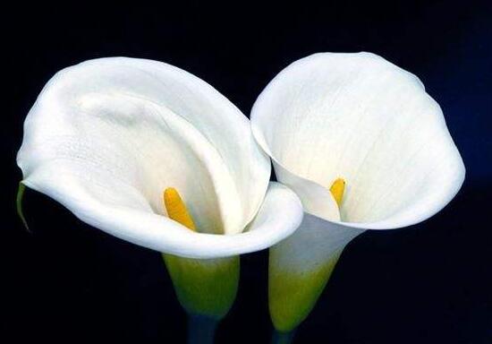 有关马蹄莲的代表含义,马蹄莲的花语与寓意是什么意思