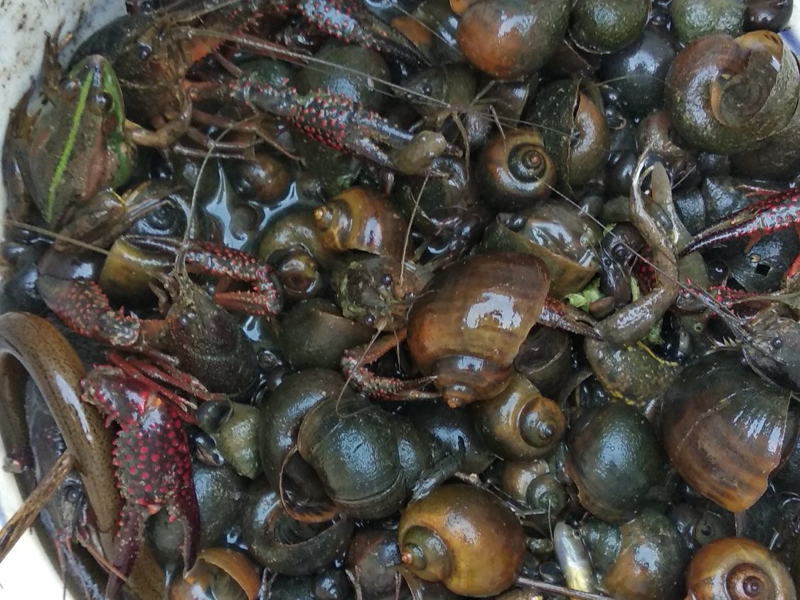 小龙虾好养吗价格多少,小龙虾值得养吗