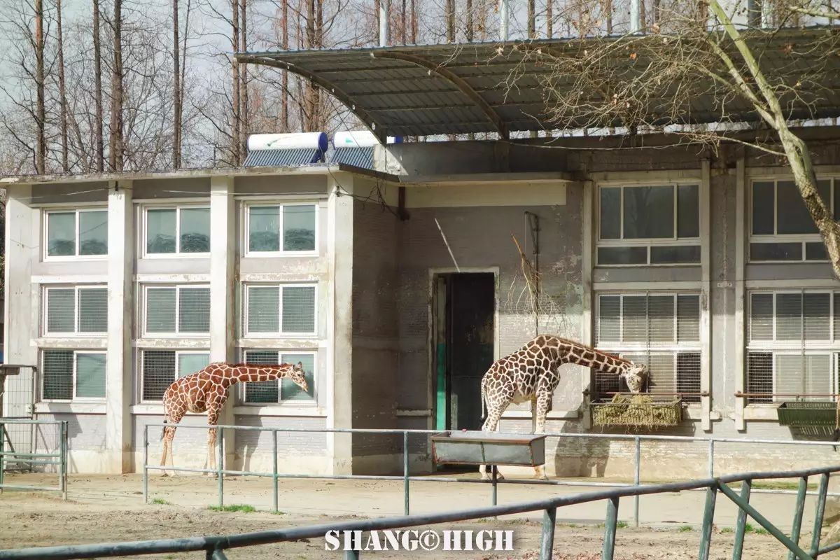 记者探访广州动物园,动物园观察动物